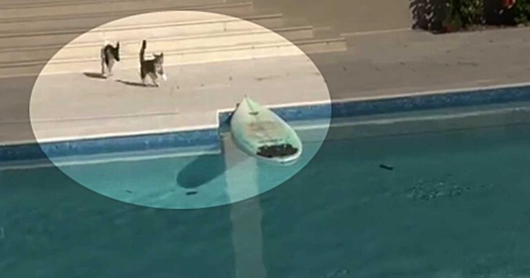 Η πιο εκπαιδευμένη γάτα που έχετε δει, εκτελεί εντολές καλύτερα και από σκύλο!