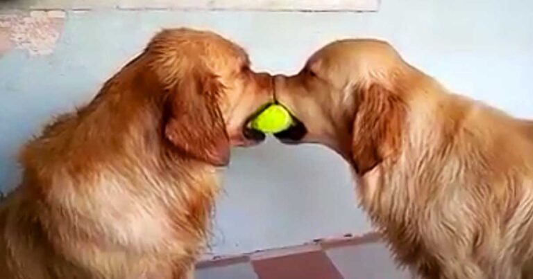 Αυτά τα δυο σκυλιά τσακώνονται για ένα μπαλάκι του τένις! Δείτε όμως τι θα κάνει o τρίτος σκύλος που θα εμφανιστεί!