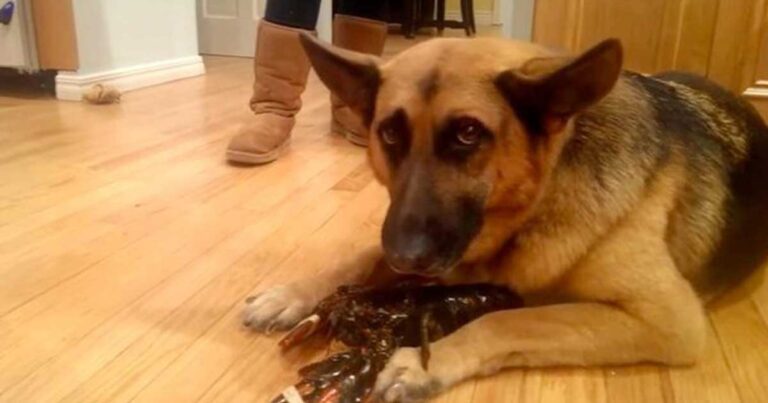 Αξιολάτρευτος γερμανικός ποιμενικός προσπαθεί να προστατεύσει έναν αστακό ώστε να μην γίνει… γεύμα!