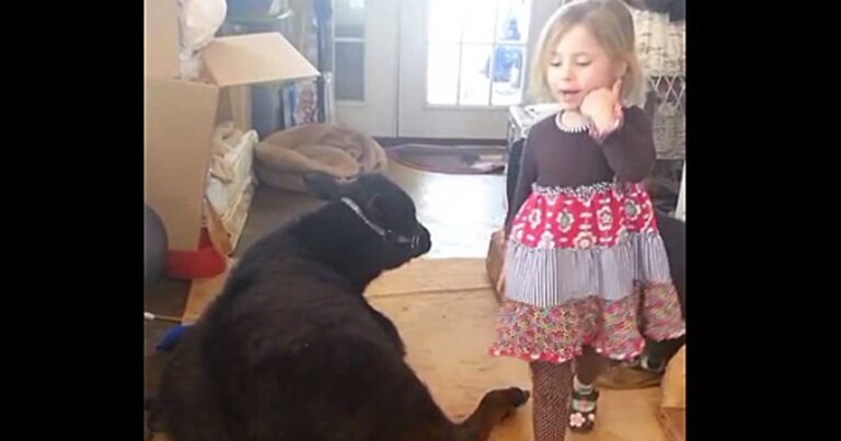 Έπιασαν αυτή τη μικρούλα να φέρνει μέσα στο σπίτι μια αγελάδα! Η δικαιολογία της θα σας κάνει να χαμογελάσετε!