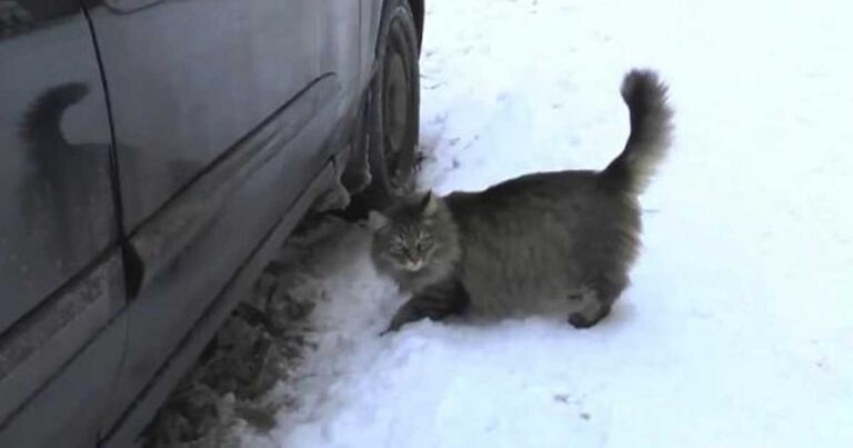 Ο Θεός της έστειλε έναν τριχωτό επισκέπτη για να σώσει το μωρό της!