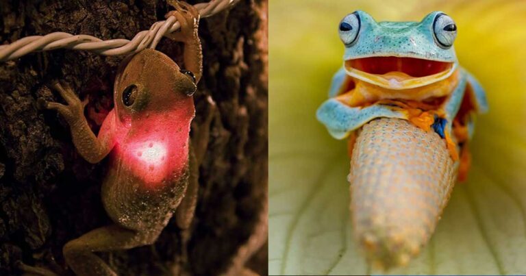 20 από τα πιο απίθανα βατραχάκια του κόσμου!