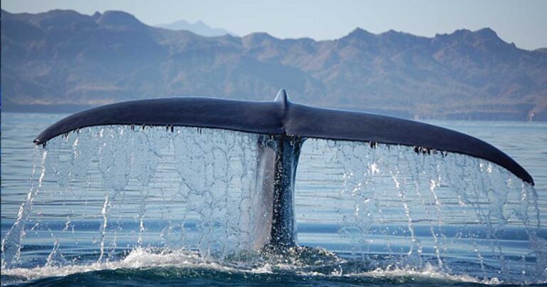 Έσωσαν τη φάλαινα κι αυτή τους ευχαρίστησε! Δείτε το συγκινητικό βίντεο.