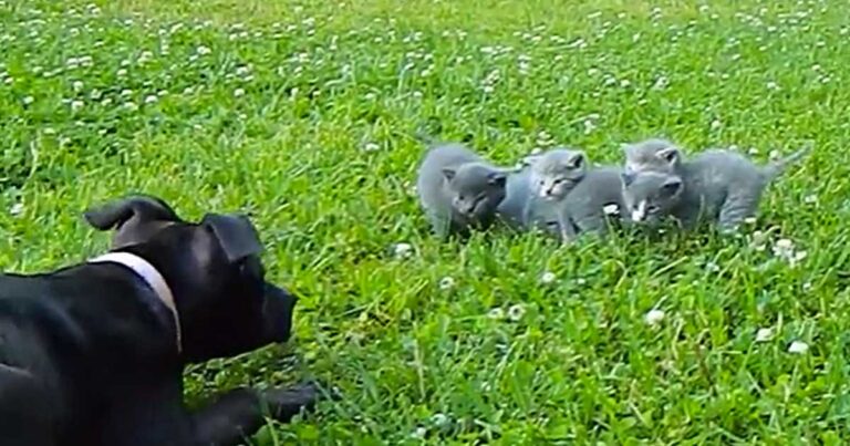 Ένας σκύλος φόβισε κατά λάθος αυτά τα 4 γατάκια. Ένας ασυνήθιστος ήρωας όμως εμφανίστηκε!