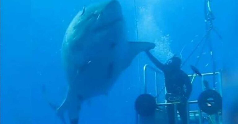 Δείτε το βίντεο με τον μεγαλύτερο λευκό καρχαρία που έχει ποτέ καταγραφεί!