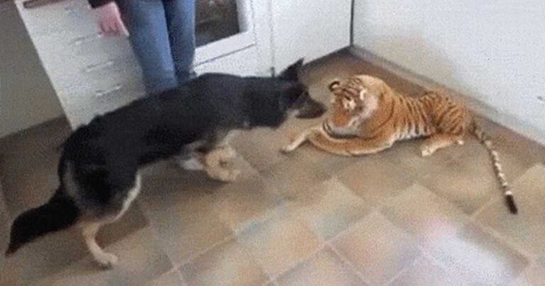 Ένας σκύλος συνάντησε μια λούτρινη τίγρη! Δείτε όμως την αντίδραση του στο βίντεο!