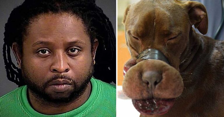 Απίστευτος βασανισμός ζώου από άντρα που είχε δέσει το στόμα αδέσποτου με ταινία!