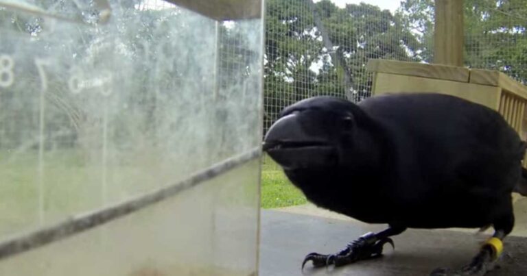 Γνωρίζατε ότι τα κοράκια είναι τόσο έξυπνα; Δείτε το πείραμα που το αποδεικνύει.