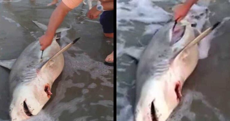 Έσωσε τα αγέννητα καρχαριάκια μέσα από την κοιλιά ενός νεκρού καρχαρία!