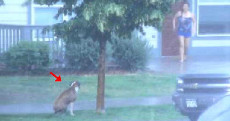 Παράτησε τον σκύλο του έξω την ώρα που έριχνε δυνατή βροχή. Ευτυχώς όμως που υπάρχουν και καλοί γείτονες…