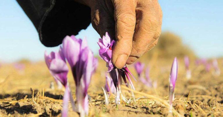 Το μπαχαρικό που είναι ακριβότερο και από τον χρυσό. Εχει και η Ελλάδα αυτό το θησαυρό.