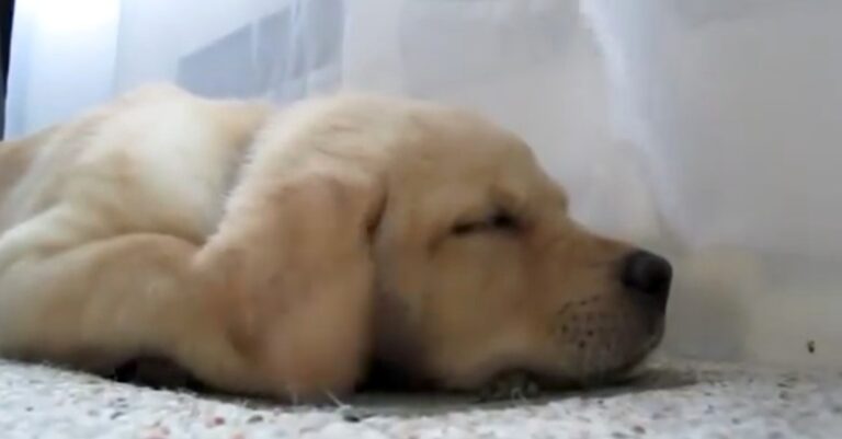 Δείτε που αποκοιμήθηκε αυτό το κουταβάκι και σίγουρα θα σας κάνει να χαμογελάσετε!