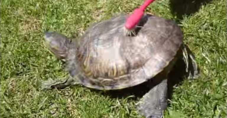 Πήγαν να καθαρίσουν μια χελώνα με μια οδοντόβουρτσα. Δεν περίμεναν με τίποτα όμως να αντιδράσει έτσι!