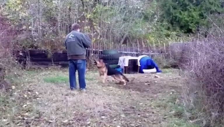 Αυτός ο σκύλος ήταν αλυσοδεμένος όλη του τη ζωή. Δείτε τι γίνεται όταν τον ελευθερώνουν!
