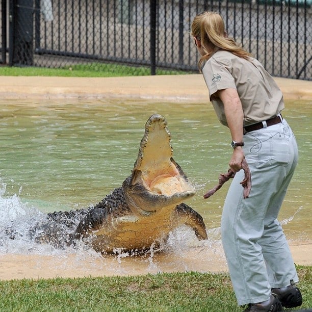 16 year old bindi irwin crocodile hunter fathers legacy australia zoo 42