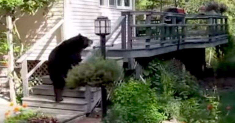 Μια μεγάλη μαύρη αρκούδα έκανε βόλτα στην αυλή της. Δείτε όμως τι είπε η γυναίκα στην αρκούδα!