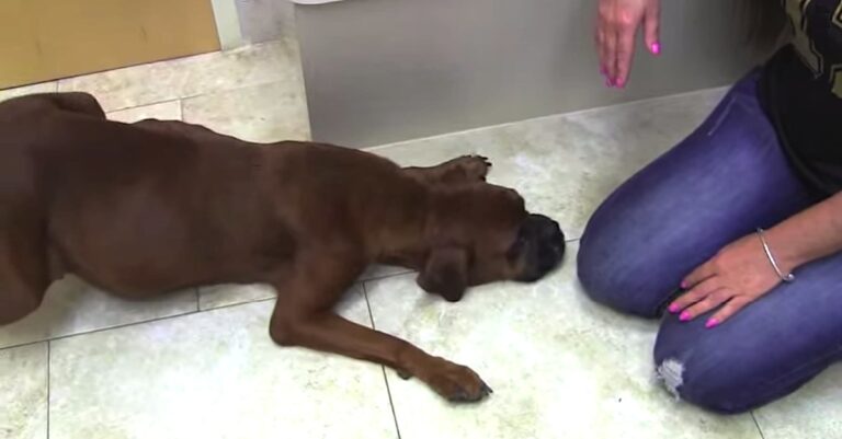 Έσωσαν αυτή την έγκυο σκυλίτσα από θαύμα! Δείτε την συγκινητική ιστορία της…