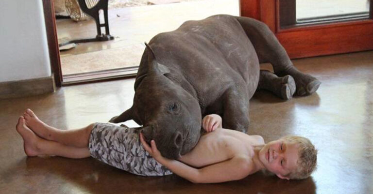 Λαθροκυνηγοί δολοφόνησαν άγρια την μητέρα του ρινόκερου. Τώρα έχει μια καινούρια οικογένεια.