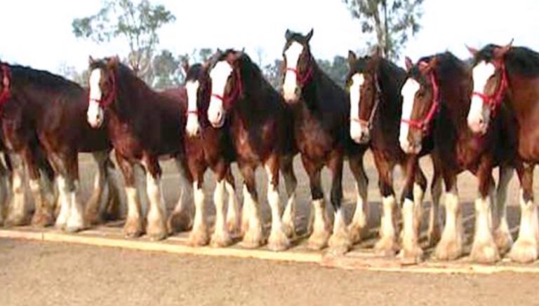 Δείτε τα πανέμορφα άλογα “Budweiser Clydesdales” και τη διαδρομή τους στο Superbowl