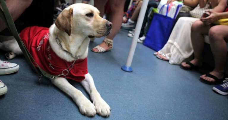 Τα σκυλιά μας στο μετρό. Υπογράφουμε εδώ!