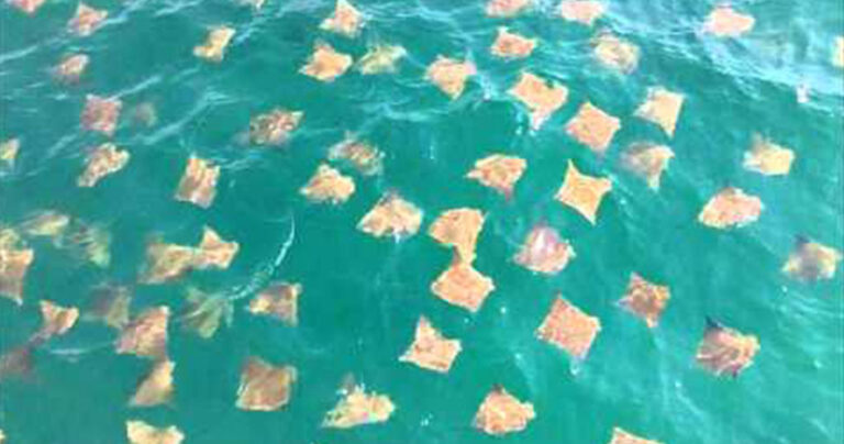 Πατέρας και κόρη συνάντησαν κάτι εκπληκτικό την ώρα που πέταγαν με το αλεξίπτωτο!