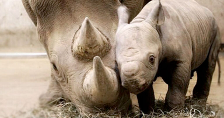 Γνωρίζατε πως ένα από τα πιο άγρια ζώα της ζούγκλας ακούγεται σαν μωρό;