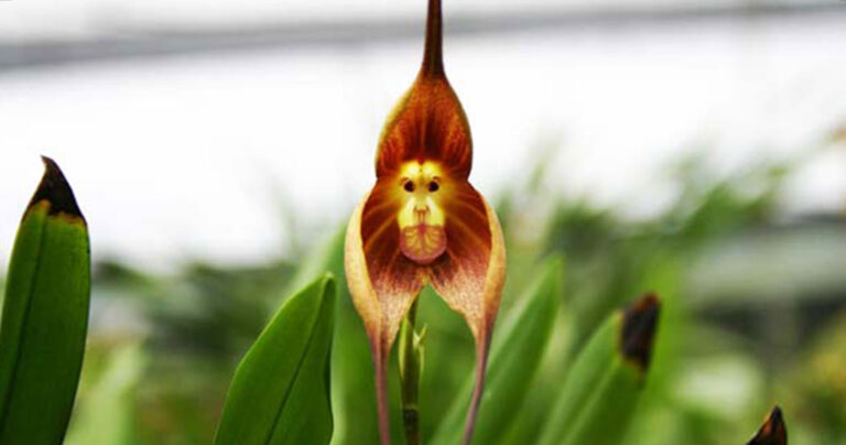 H ορχιδέα που μοιάζει με… πρόσωπο μαϊμούς!