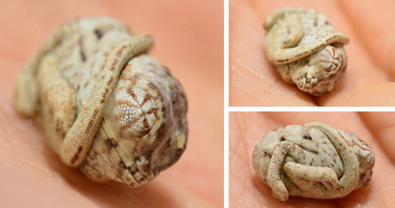 Νεογέννητο μωρό χαμαιλέων δεν έχει καταλάβει πως έχει βγει από το αυγό του!