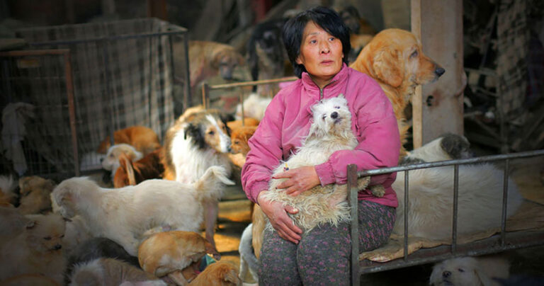 Η συνταξιούχος που αγοράζει σκυλιά για να τα σώσει από το «Φεστιβάλ Σκυλίσιου Κρέατος» της Κίνας!