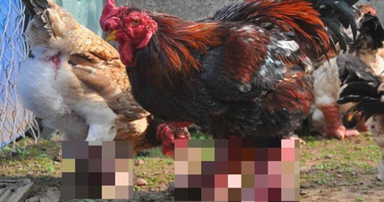 Dong Tao: Τα σπάνια κοτόπουλα με τα πόδια που θυμίζουν…δράκο!