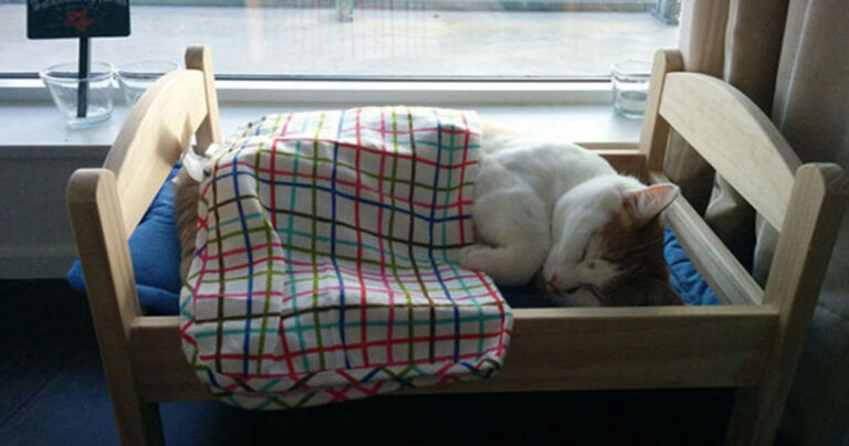 18 ιδιοκτήτες κατοικίδιων που τα αγαπούν τόσο πολύ που τα έχουν καλομάθει!