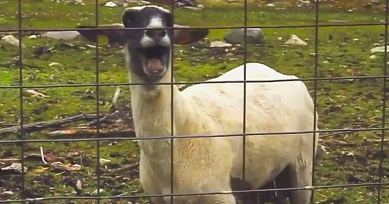 Δεν έχετε ακούσει ξανά κατσικάκια να κάνουν έτσι!