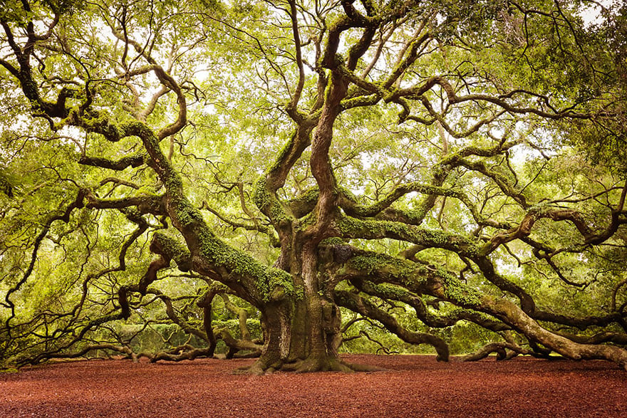 amazing trees 22