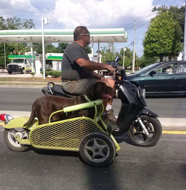 an-ode-to-the-worlds-best-pet-owners-17