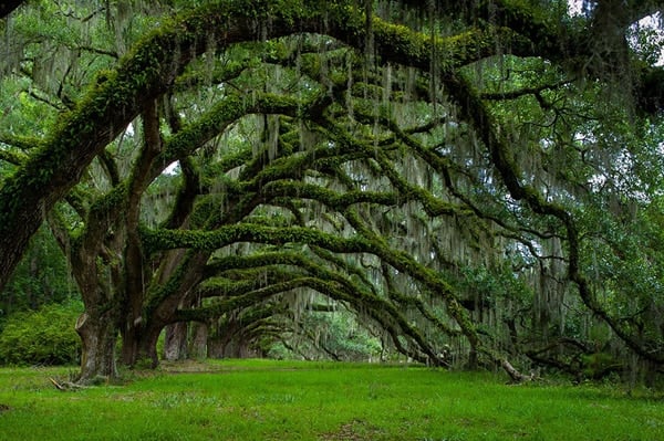 avenue of oaks dixie plantation south carolina usa