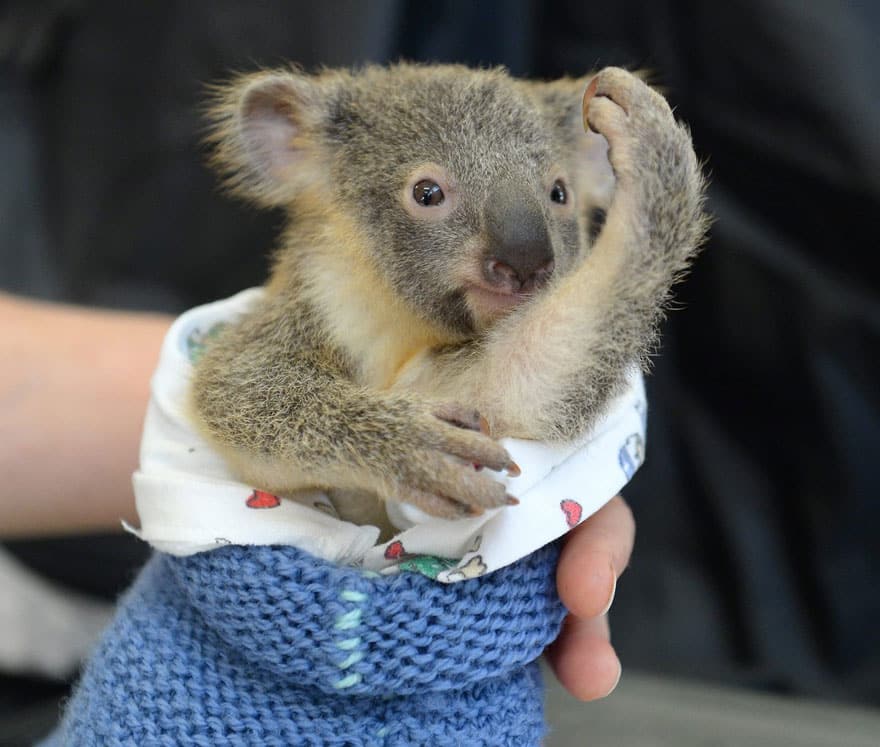 baby-koala-mom-surgery-australia-zoo-51