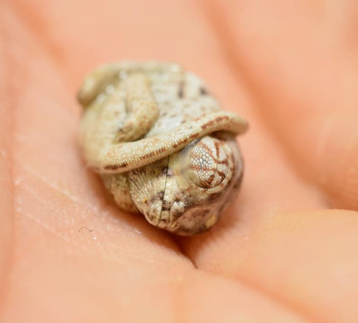 baby panther chameleon seconds after hatched egg position 1