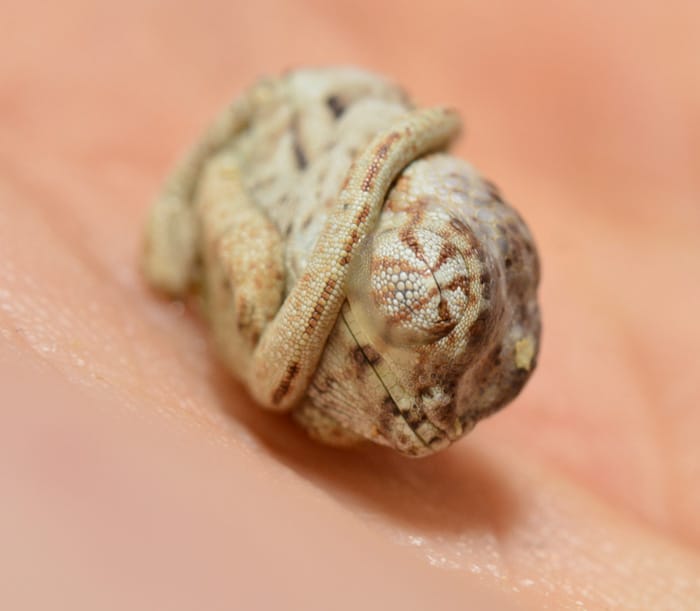 baby panther chameleon seconds after hatched egg position 2