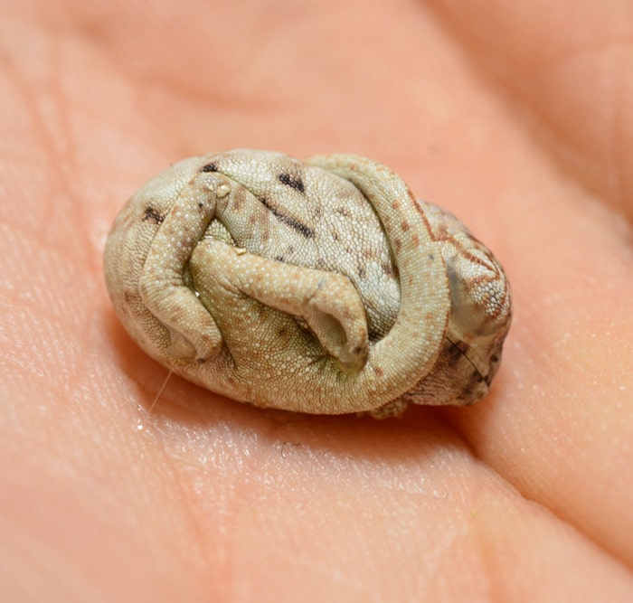 baby panther chameleon seconds after hatched egg position 3