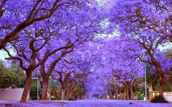 beautiful trees jacaranda trees cullinan south africa