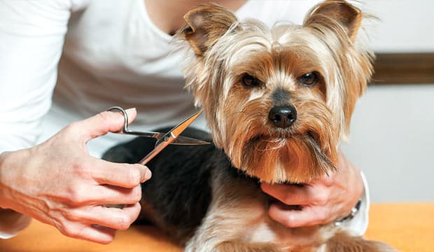 bigstock female hand trimming dogs hair 67312507