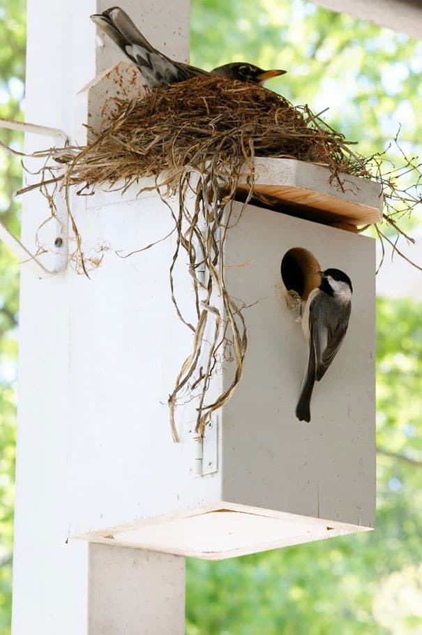 bird-nests-unusual-places-15__605