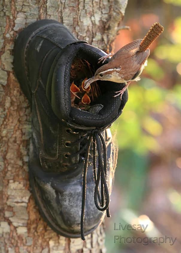 bird-nests-unusual-places-16__605