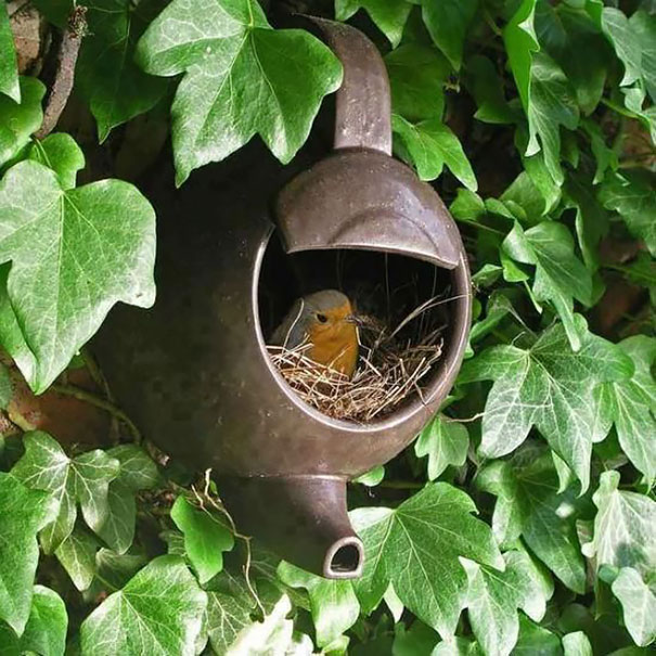 bird-nests-unusual-places-18__605