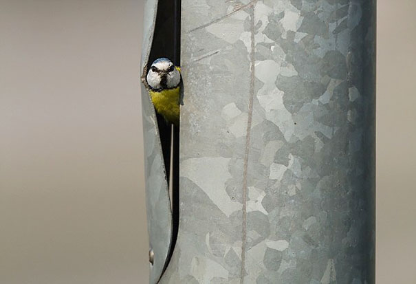 bird-nests-unusual-places-21__605