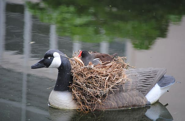 bird-nests-unusual-places-25__605