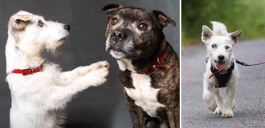 blind-dog-guide-best-friends-abandoned-rescued-stray-aid-shelter-glenn-buzz-7