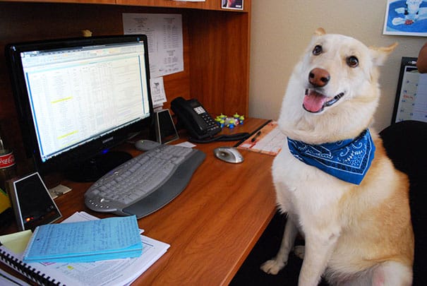 bring-puppy-to-work-11__605