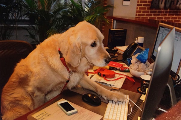 bring-puppy-to-work-19__605