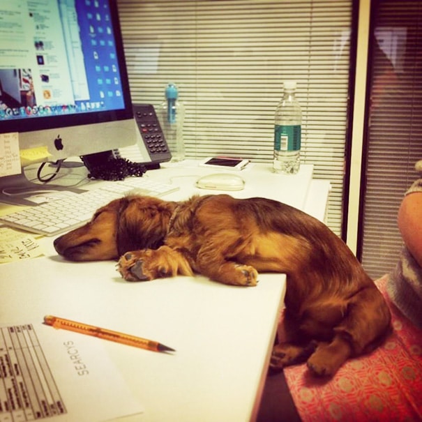 bring-puppy-to-work-44__605